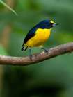 Yellow-throated euphonia perching- Costa Rica- Cantal America Art Print